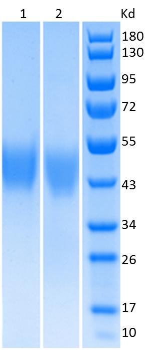Line1: 3 μg/Line, Reduced<br />Line2: 3 μg/Line, Non-reduced